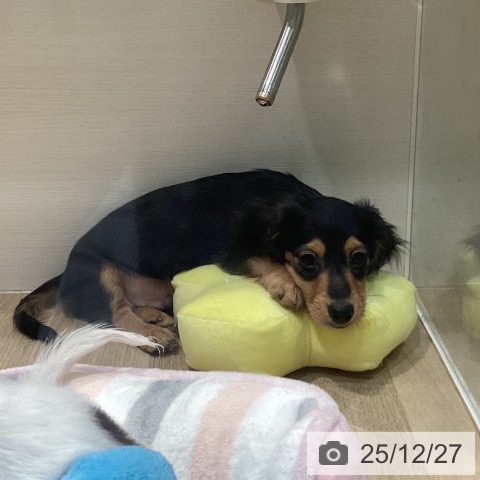 カニーンヘン・ダックスフンドの写真