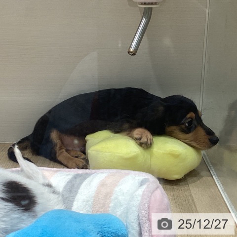 カニーンヘン・ダックスフンドの写真