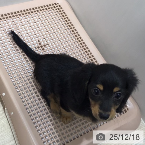 沖縄県のカニンヘンダックスフンド(ロング) (ペットプラス 沖縄ライカム店/2025年10月11日生まれ/女の子/ブラックタン)の子犬の4枚目の画像