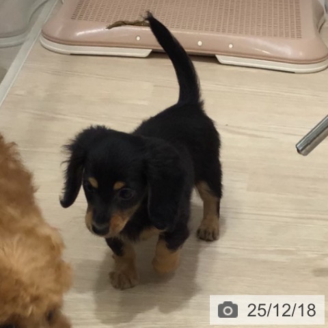 沖縄県のカニンヘンダックスフンド(ロング) (ペットプラス 沖縄ライカム店/2025年10月11日生まれ/女の子/ブラックタン)の子犬の3枚目の画像