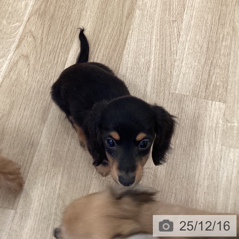 カニーンヘン・ダックスフンドの写真