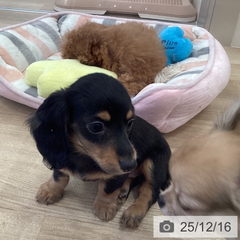 カニーンヘン・ダックスフンドの写真