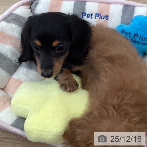 カニーンヘン・ダックスフンドの写真