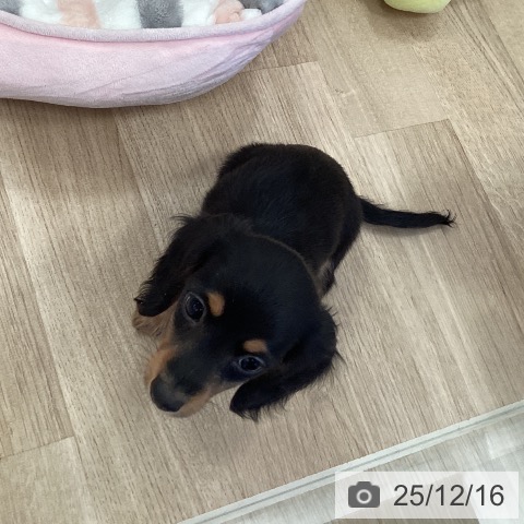 カニーンヘン・ダックスフンドの写真