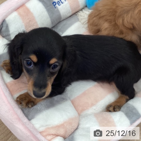 カニーンヘン・ダックスフンドの写真