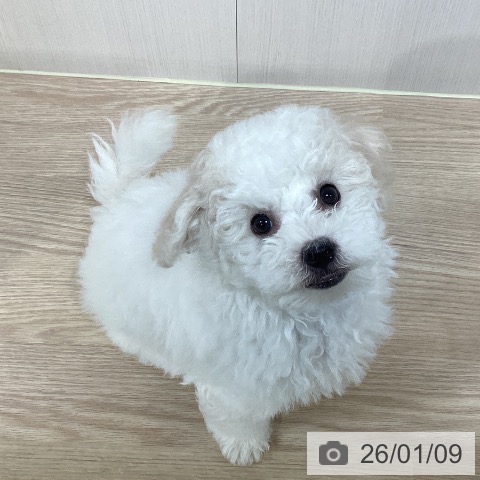 千葉県のビションフリーゼ (ペットプラス 柏店/2025年10月15日生まれ/男の子/ホワイト)の子犬の4枚目の画像