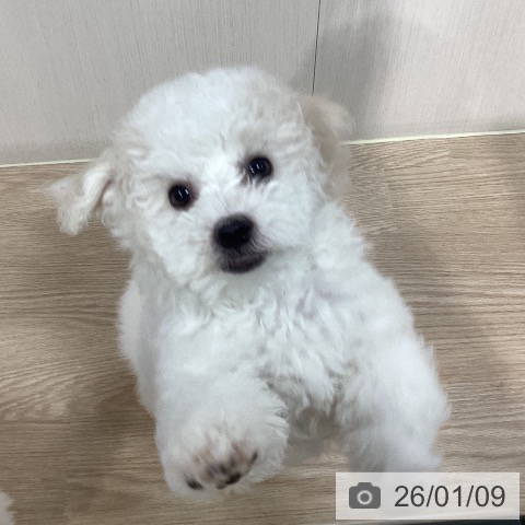 千葉県のビションフリーゼ (ペットプラス 柏店/2025年10月15日生まれ/男の子/ホワイト)の子犬の3枚目の画像