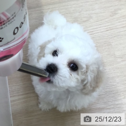 沖縄県のビションフリーゼ (ペットプラス 沖縄ライカム店/2025年10月15日生まれ/女の子/ホワイト)の子犬の4枚目の画像