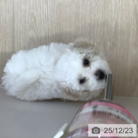 沖縄県のビションフリーゼ (ペットプラス 沖縄ライカム店/2025年10月15日生まれ/女の子/ホワイト)の子犬の3枚目の画像