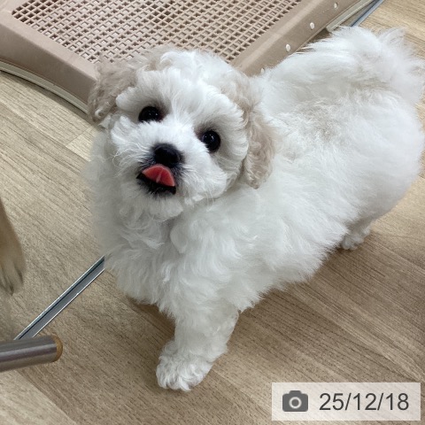 ビション・フリーゼの写真