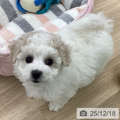 ビション・フリーゼの写真