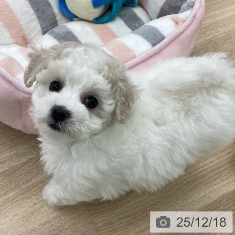 ビション・フリーゼの写真