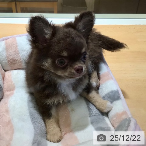 鹿児島県のチワワ(ロング) (ペットプラス 姶良店/2025年10月14日生まれ/男の子/チョコレートタン)の子犬の4枚目の画像