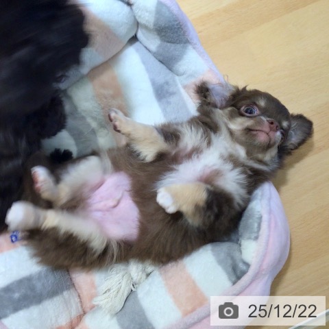 鹿児島県のチワワ(ロング) (ペットプラス 姶良店/2025年10月14日生まれ/男の子/チョコレートタン)の子犬の3枚目の画像