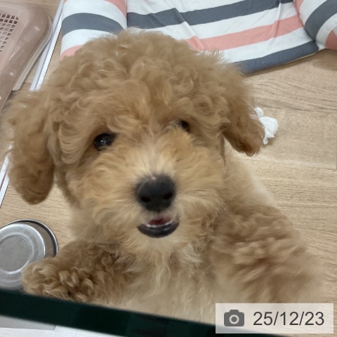 福岡県のトイプードル(トイ) (ペットプラス 八幡東店/2025年10月14日生まれ/男の子/クリーム)の子犬の4枚目の画像