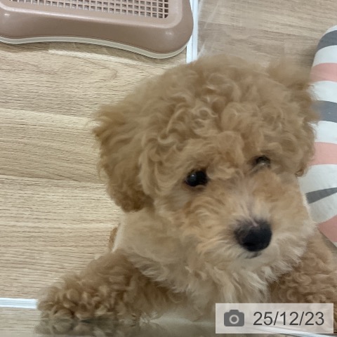 福岡県のトイプードル(トイ) (ペットプラス 八幡東店/2025年10月14日生まれ/男の子/クリーム)の子犬の3枚目の画像