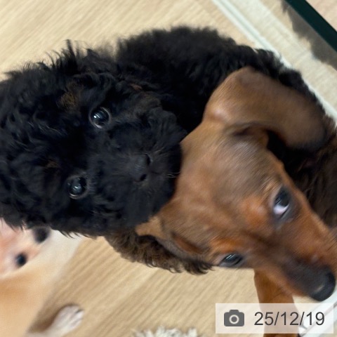 トイ・プードルの写真