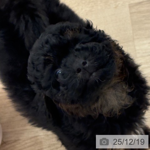 トイ・プードルの写真