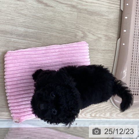 長崎県のトイプードル(トイ) (ペットプラス 長崎店/2025年10月14日生まれ/女の子/ブラック)の子犬の4枚目の画像