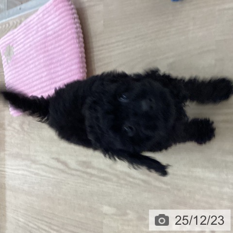長崎県のトイプードル(トイ) (ペットプラス 長崎店/2025年10月14日生まれ/女の子/ブラック)の子犬の3枚目の画像