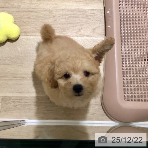 トイ・プードルの写真