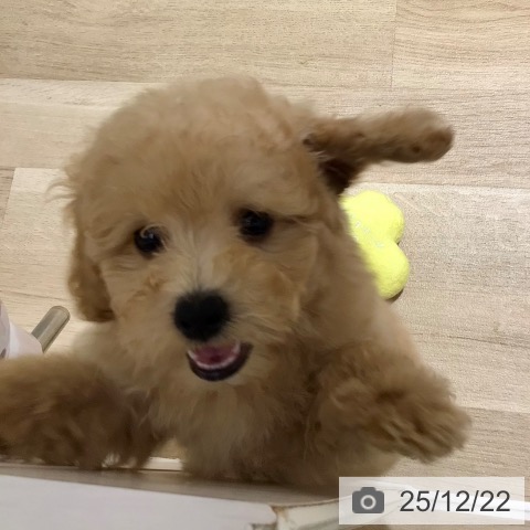 鹿児島県のトイプードル(トイ) (ペットプラス 姶良店/2025年10月14日生まれ/女の子/クリーム)の子犬の4枚目の画像