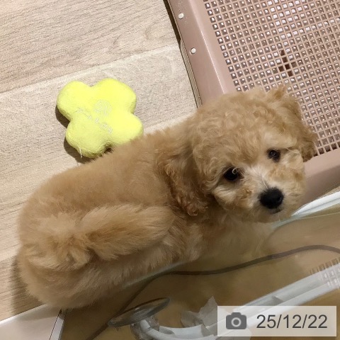 鹿児島県のトイプードル(トイ) (ペットプラス 姶良店/2025年10月14日生まれ/女の子/クリーム)の子犬の3枚目の画像