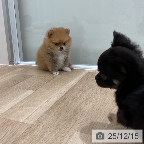 福岡県のチワワ(ロング) (ペットプラス 八幡東店/2025年10月14日生まれ/男の子/ブラックタンホワイト)の子犬の4枚目の画像