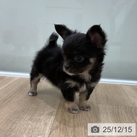 福岡県のチワワ(ロング) (ペットプラス 八幡東店/2025年10月14日生まれ/男の子/ブラックタンホワイト)の子犬の3枚目の画像