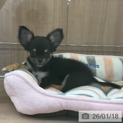 神奈川県のチワワ(ロング) (ペッツワン 横須賀久里浜店/2025年10月14日生まれ/女の子/ブラックタンホワイト)の子犬の4枚目の画像