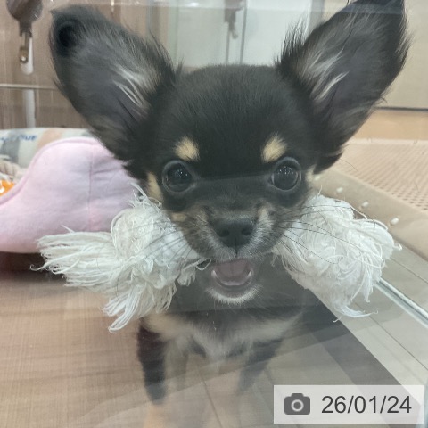神奈川県のチワワ(ロング) (ペッツワン 横須賀久里浜店/2025年10月14日生まれ/女の子/ブラックタンホワイト)の子犬の4枚目の画像