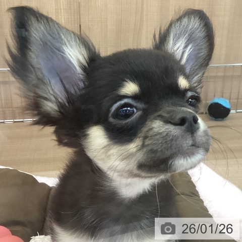 神奈川県のチワワ(ロング) (ペッツワン 横須賀久里浜店/2025年10月14日生まれ/女の子/ブラックタンホワイト)の子犬の3枚目の画像