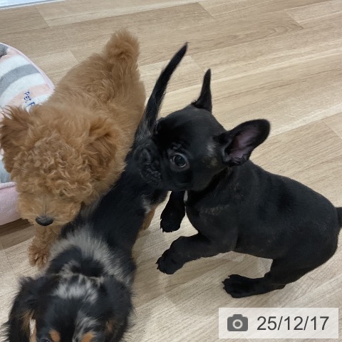 福岡県のフレンチブルドッグ (ペットプラス 八幡東店/2025年10月10日生まれ/女の子/ブリンドル)の子犬の4枚目の画像