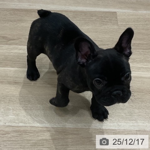 福岡県のフレンチブルドッグ (ペットプラス 八幡東店/2025年10月10日生まれ/女の子/ブリンドル)の子犬の3枚目の画像