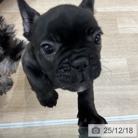 福岡県のフレンチブルドッグ (ペットプラス 八幡東店/2025年10月10日生まれ/女の子/ブリンドル)の子犬の4枚目の画像