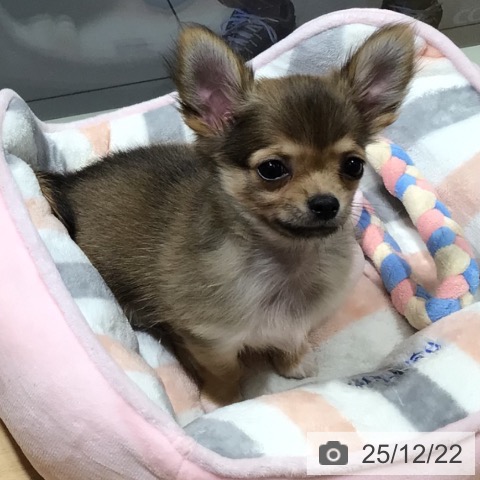 鹿児島県のチワワ(ロング) (ペットプラス 姶良店/2025年10月14日生まれ/男の子/フォーン)の子犬の4枚目の画像