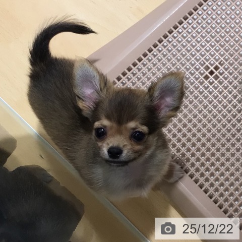 鹿児島県のチワワ(ロング) (ペットプラス 姶良店/2025年10月14日生まれ/男の子/フォーン)の子犬の3枚目の画像