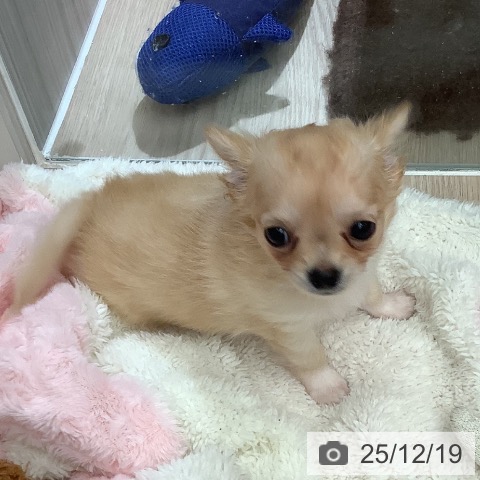 沖縄県のチワワ(ロング) (ペットプラス 南風原店/2025年10月14日生まれ/女の子/クリームホワイト)の子犬の4枚目の画像