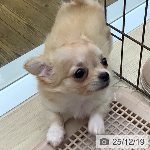 沖縄県のチワワ(ロング) (ペットプラス 南風原店/2025年10月14日生まれ/女の子/クリームホワイト)の子犬の3枚目の画像