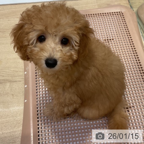 福岡県のトイプードル(トイ) (ペットプラス 小倉南店/2025年10月15日生まれ/男の子/アプリコット)の子犬の4枚目の画像