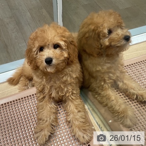 福岡県のトイプードル(トイ) (ペットプラス 小倉南店/2025年10月15日生まれ/男の子/アプリコット)の子犬の3枚目の画像