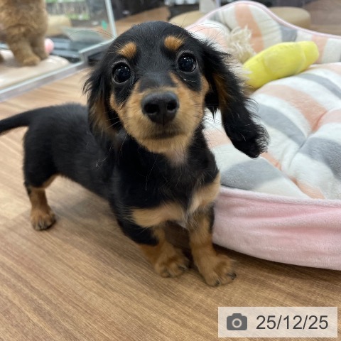 茨城県のミニチュアダックスフンド(ロング) (ペッツワン つくば店/2025年10月12日生まれ/女の子/ブラックタン)の子犬の4枚目の画像