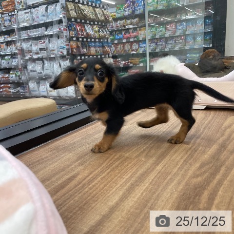 茨城県のミニチュアダックスフンド(ロング) (ペッツワン つくば店/2025年10月12日生まれ/女の子/ブラックタン)の子犬の3枚目の画像