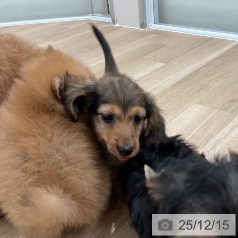 カニーンヘン・ダックスフンドの写真