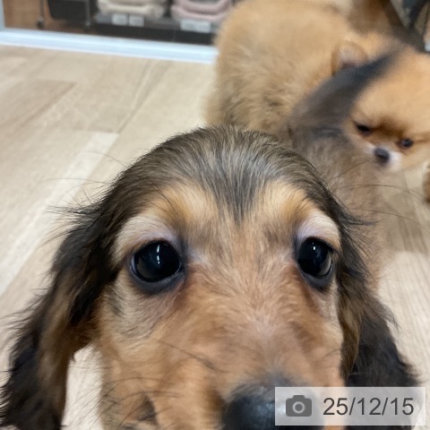 カニーンヘン・ダックスフンドの写真