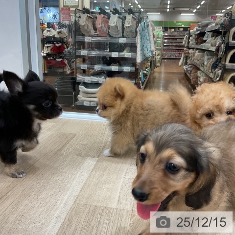 カニーンヘン・ダックスフンドの写真