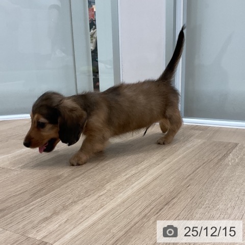 カニーンヘン・ダックスフンドの写真