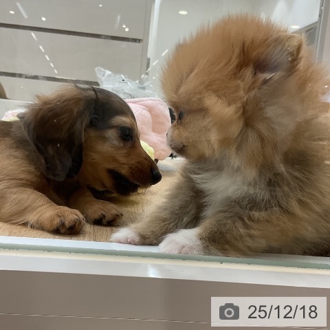 カニーンヘン・ダックスフンドの写真