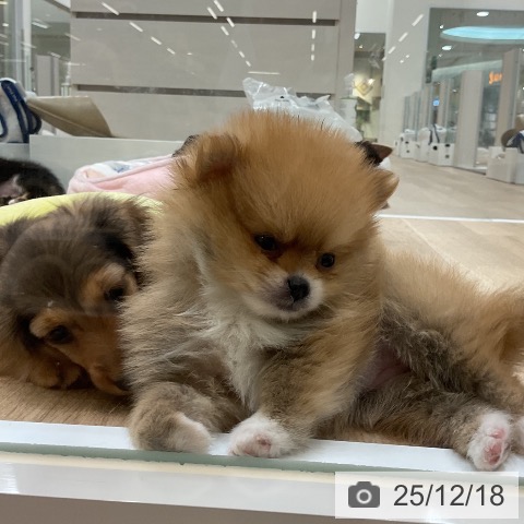 カニーンヘン・ダックスフンドの写真