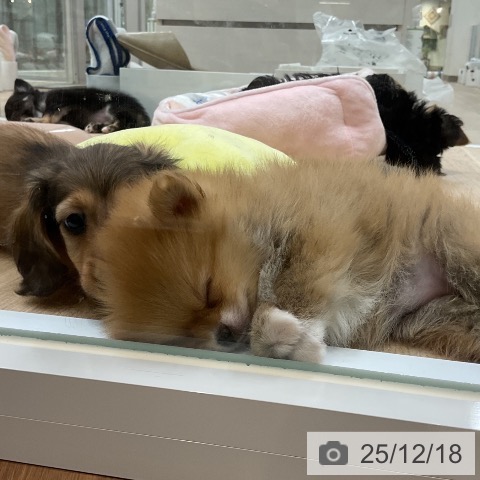 カニーンヘン・ダックスフンドの写真